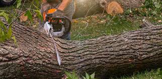 Best Stump Grinding and Removal  in Barnesville, GA