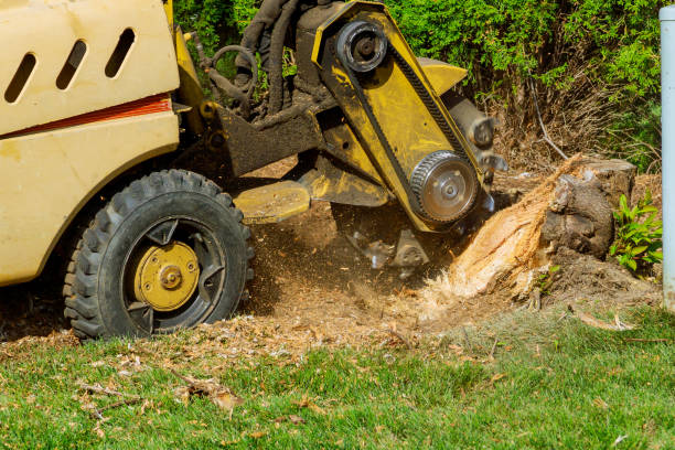 Best Lawn Grading and Leveling  in Barnesville, GA