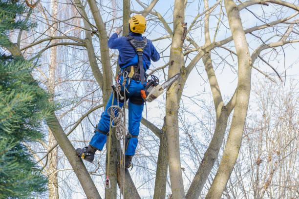 Trusted Barnesville, GA Tree Removal Experts